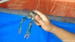 Warga Pekalongan Dapat Cuan dari Lobster Air Tawar