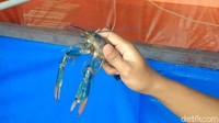 Dengan uang tabunganya sebesar Rp 1 juta, Bayu mengaku bisa memulai membangun usaha lobster tawar jenis red claw. Bukan membuat tambak, Bayu membuat kolam kecil berukuran 2x3 meter di dalam rumahnya.