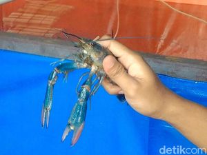 Mengenal Lobster Air Tawar dan 8 Cara Budidaya untuk Pemula