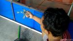 Warga Pekalongan Dapat Cuan dari Lobster Air Tawar