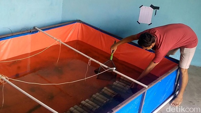 Bayu Firmansyah memilih pulang ke kampung halamannya di Pekalongan setelah usahanya di Jakarta ambruk karena pandemi. Kini dia melakukan budidaya lobster tawar.