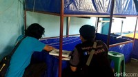  Dari modal awal Rp 1 juta dengan kolam satu dan 30 lobster, saat ini Bayu memiliki 12 kolam dengan ribuan lobster, dengan omzet  jutaan rupiah perbulannya.