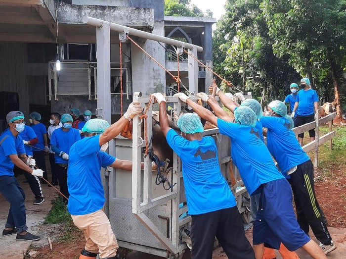 Proses penyembelihan hewan kurban di kantor Wali Kota Jakarta Selatan (Yogi Ernes-detikcom)