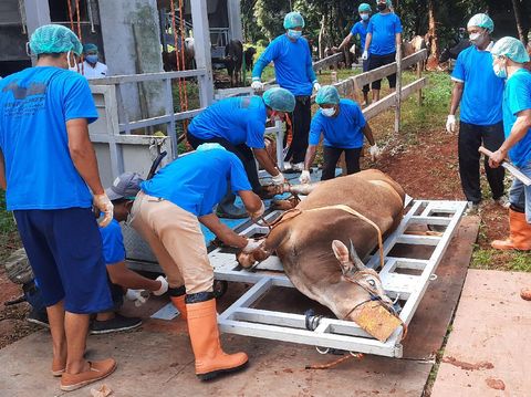 Proses penyembelihan hewan kurban di kantor Wali Kota Jakarta Selatan (Yogi Ernes-detikcom)