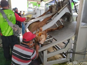 Pemotongan Hewan Kurban di Magelang Ini Pakai Restraning Box, Seperti Apa?