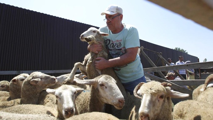 Russia Eid al-Adha A man selects a sheep to be slaughtered on the first day of Eid al-Adha in Chechen province capital Grozny, Russia, Tuesday, July 20, 2021. Eid al-Adha or