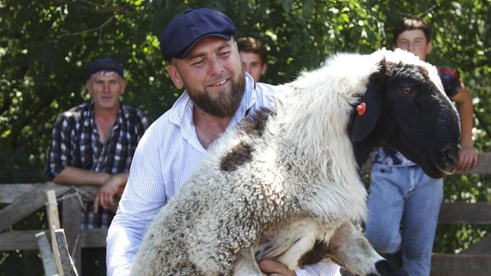 Russia Eid al-Adha A man selects a sheep to be slaughtered on the first day of Eid al-Adha in Chechen province capital Grozny, Russia, Tuesday, July 20, 2021. Eid al-Adha or