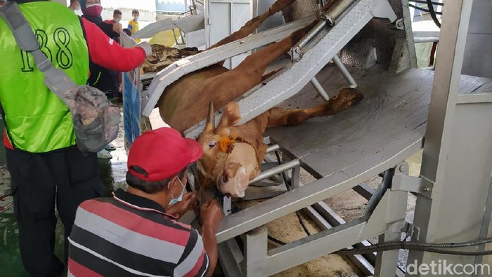 Seperti Ini Cara Pemotongan Sapi Kurban dengan Restraining Box