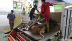Seperti Ini Cara Pemotongan Sapi Kurban dengan Restraining Box