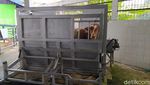 Seperti Ini Cara Pemotongan Sapi Kurban dengan Restraining Box