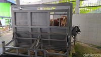 Dengan penggunaan restraning box, Kepala UPTD RPH dan Laboratorium Kesmavet, Dinas Pertanian dan Pangan Kota Magelang, drh Diana Widiastuti mengatakan hewan kurban yang akan dipotong tidak stres.