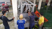 Sapi yang akan dipotong dituntun masuk ke dalam alat ini. Kemudian, kaki sapi tersebut diikat.