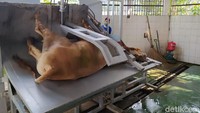Setelah kaki sapi terikat, alat ini akan merebahkan sapi dengan posisi kepala persis di atas saluran air. Saat kepala persis di atas saluran air ini, sapi siap dipotong.
