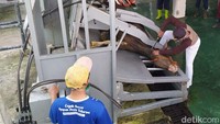 Petugas melakukan pemotongan hewan kurban menggunakan restraining box di Rumah Potong Hewan (RPH) Kota Magelang, Jawa Tengah.