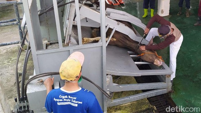 Seperti Ini Cara Pemotongan Sapi Kurban dengan Restraining Box Pemotongan sapi kurban Idul Adha di Rumah Potong Hewan (RPH) Kota Magelang, Jawa Tengah, menggunakan alat restraining box. Penasaran?