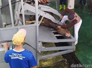 Seperti Ini Cara Pemotongan Sapi Kurban dengan Restraining Box