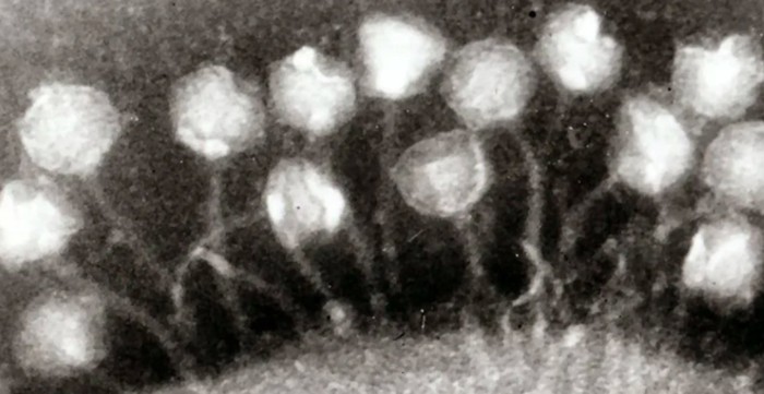 virus purba