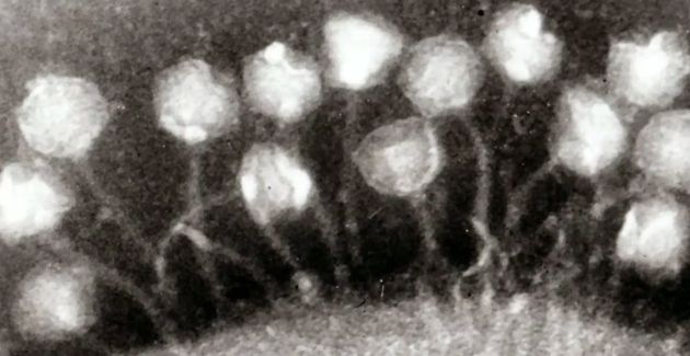 virus purba