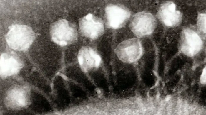 virus purba