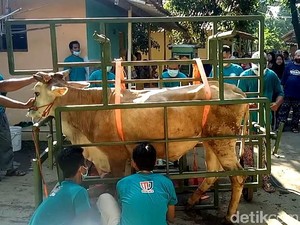 Warga Pekalongan Ini Bikin Alat Jagal Portabel, Bisa untuk Sapi 2 Ton