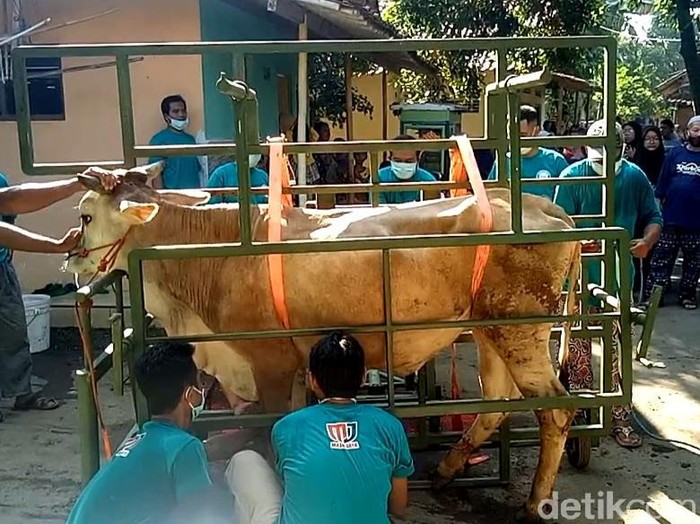 Warga Pekalongan membuat alat jagal sapi portabel untuk hewan kurban.