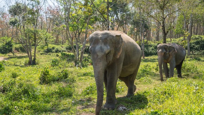 Elephant enjoying retirement in a rescue sanctuary