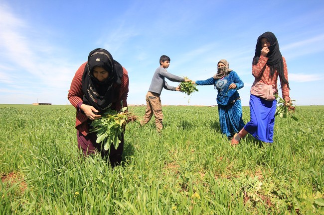 Bisa dilihat dari foto berikut bahwa para wanita juga anak-anak mereka saling membantu dalam bertani dan mengolah hasilnya untuk sama-sama dinikmati atau dijual. Mereka pun membuktikan jika mereka bisa hidup tanpa pria yang selama ini menyusahkan mereka karena membuat perang. Foto: Facebook Jinwar