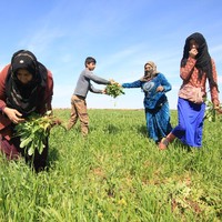 Bisa dilihat dari foto berikut bahwa para wanita juga anak-anak mereka saling membantu dalam bertani dan mengolah hasilnya untuk sama-sama dinikmati atau dijual. Mereka pun membuktikan jika mereka bisa hidup tanpa pria yang selama ini menyusahkan mereka karena membuat perang. Foto: Facebook Jinwar