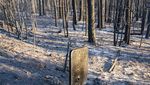 Jejak Kebakaran Hebat yang Menghanguskan Hutan di Barat Amerika