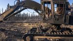 Jejak Kebakaran Hebat yang Menghanguskan Hutan di Barat Amerika