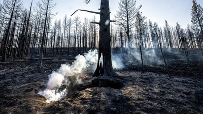 Jejak Kebakaran Hebat yang Menghanguskan Hutan di Barat Amerika