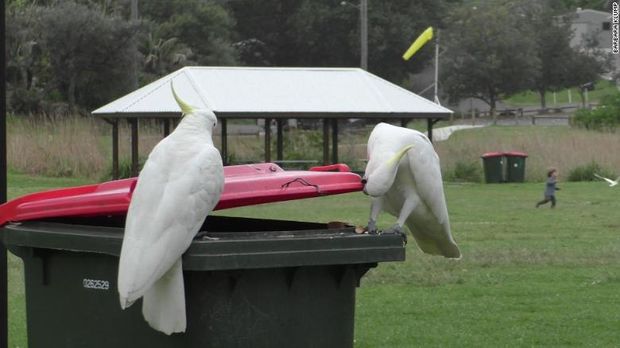 Burung kakatua di Australia