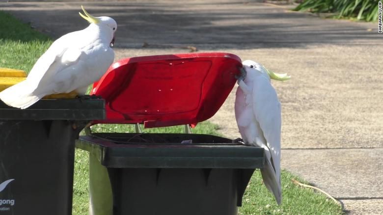 Burung kakatua di Australia Burung kakatua di Australia
