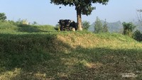 Pemandangan di Dago Dairy