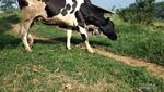 Dago Dairy, Wisata Aman untuk Anak Autis Saat Pandemi