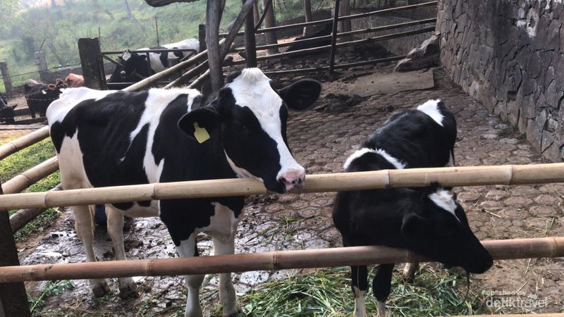Sapi yang bisa diberi makan oleh pengunjung