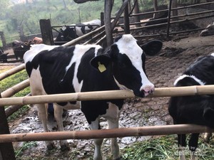 Fakta Dago Dairy, Punya 20 Sapi hingga Tutup karena Kekurangan Pekerja