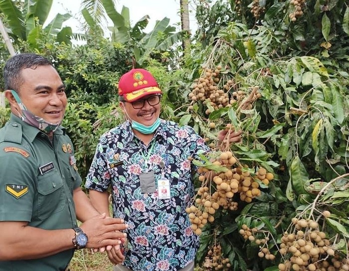 Genjot Daya Saing, Kementan Siap Kembangkan 900 Kampung Buah di RI