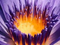 Deretan Foto Keren Jawara iPhone Photography Awards 2021