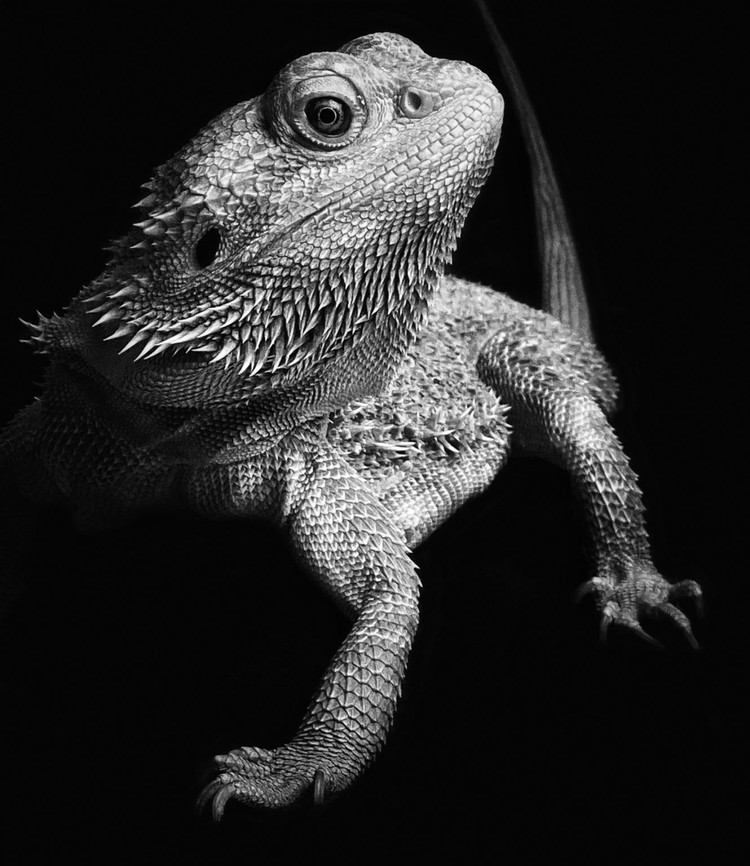 iPhone Photography Awards 2021