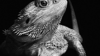 Strike a Pose karya Laila Bakker menjuarai kategori Animals. Foto ini diambil menggunakan iPhone 11 Pro Max. Foto: Laila Bakker/iPhone Photography Awards 2021