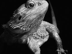 Deretan Foto Keren Jawara iPhone Photography Awards 2021