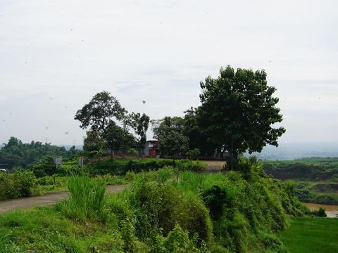 Kisah Terpendam di Kubur Jago Mojokerto, Ayam Dierami Ular Menangkan Sayembara Majapahit