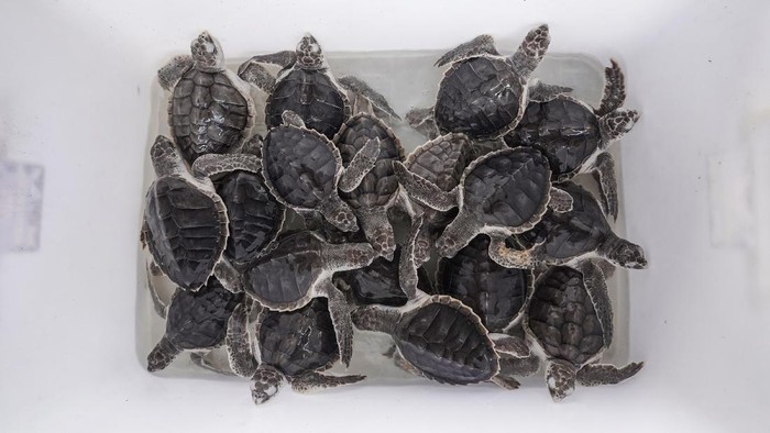 Tukik Penyu Lekang (Lepidochelys olivacea) dari konservasi penyu Nagaraja dilepasliarkan di Pantai Sodong, Desa Karangbenda, Adipala, Cilacap, Jateng, Jumat (23/7/2021). Kelompok konservasi penyu Nagaraja terpaksa melepasliarkan 31 ekor tukik usia sembilan bulan dan 30 ekor tukik usia 15 hari serta satu penyu usia 14 bulan, karena tidak mampu menanggung biaya pakan akibat ketiadaan donatur dan sumbangan dari wisatawan karena penutupan lokasi wisata selama PPKM. ANTARA FOTO/Idhad Zakaria/rwa.
