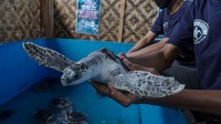 Bahkan seekor penyu berusia 14 bulan pun terpaksa dilepasliarkan.
