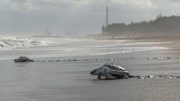 Tukik Penyu Lekang (Lepidochelys olivacea) dari konservasi penyu Nagaraja dilepasliarkan di Pantai Sodong, Desa Karangbenda, Adipala, Cilacap, Jateng, Jumat (23/7/2021). Kelompok konservasi penyu Nagaraja terpaksa melepasliarkan 31 ekor tukik usia sembilan bulan dan 30 ekor tukik usia 15 hari serta satu penyu usia 14 bulan, karena tidak mampu menanggung biaya pakan akibat ketiadaan donatur dan sumbangan dari wisatawan karena penutupan lokasi wisata selama PPKM. ANTARA FOTO/Idhad Zakaria/rwa.