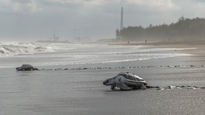 KONSERVASI PENYU TERDAMPAK PPKM Tukik Penyu Lekang (Lepidochelys olivacea) dari konservasi penyu Nagaraja dilepasliarkan di Pantai Sodong, Desa Karangbenda, Adipala, Cilacap, Jateng, Jumat (23/7/2021). Kelompok konservasi penyu Nagaraja terpaksa melepasliarkan 31 ekor tukik usia sembilan bulan dan 30 ekor tukik usia 15 hari serta satu penyu usia 14 bulan, karena tidak mampu menanggung biaya pakan akibat ketiadaan donatur dan sumbangan dari wisatawan karena penutupan lokasi wisata selama PPKM. ANTARA FOTO/Idhad Zakaria/rwa.