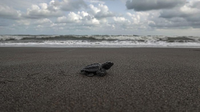 Tukik Penyu Lekang (Lepidochelys olivacea) dari konservasi penyu Nagaraja dilepasliarkan di Pantai Sodong, Desa Karangbenda, Adipala, Cilacap, Jateng, Jumat (23/7/2021). Kelompok konservasi penyu Nagaraja terpaksa melepasliarkan 31 ekor tukik usia sembilan bulan dan 30 ekor tukik usia 15 hari serta satu penyu usia 14 bulan, karena tidak mampu menanggung biaya pakan akibat ketiadaan donatur dan sumbangan dari wisatawan karena penutupan lokasi wisata selama PPKM. ANTARA FOTO/Idhad Zakaria/rwa.