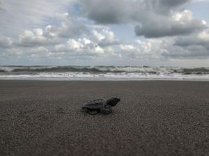 Ini 5 Tempat Wisata Asyik Buat Ngabuburit di Cilacap, Sudah Tau?