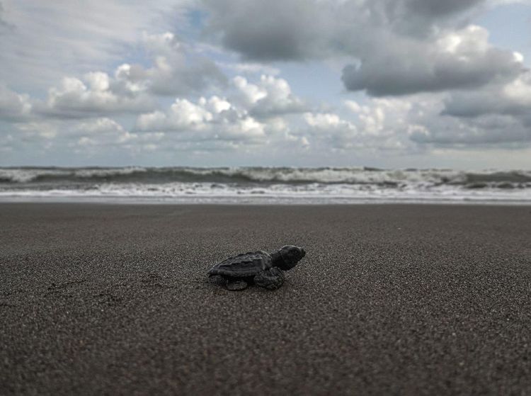 Ironi Konservasi Penyu di Tengah PPKM